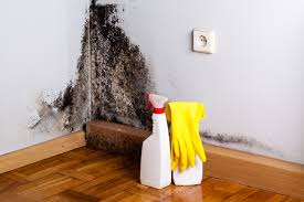 Best Basement Mold Removal  in Reliez Valley, CA